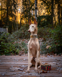 Poinsettia | Exotic Inlay Leather Dog Collar