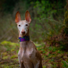Disco | Stingray Leather Dog Collar | 8-11" | Sample Sale